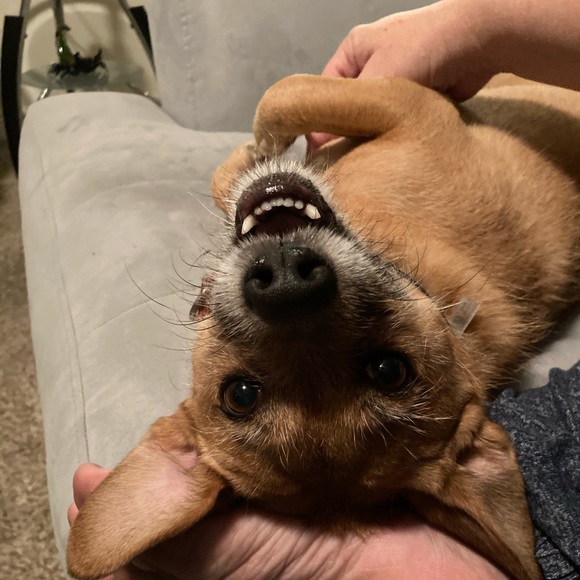 Meet your Posher, Dawn - Picture 5 of 7